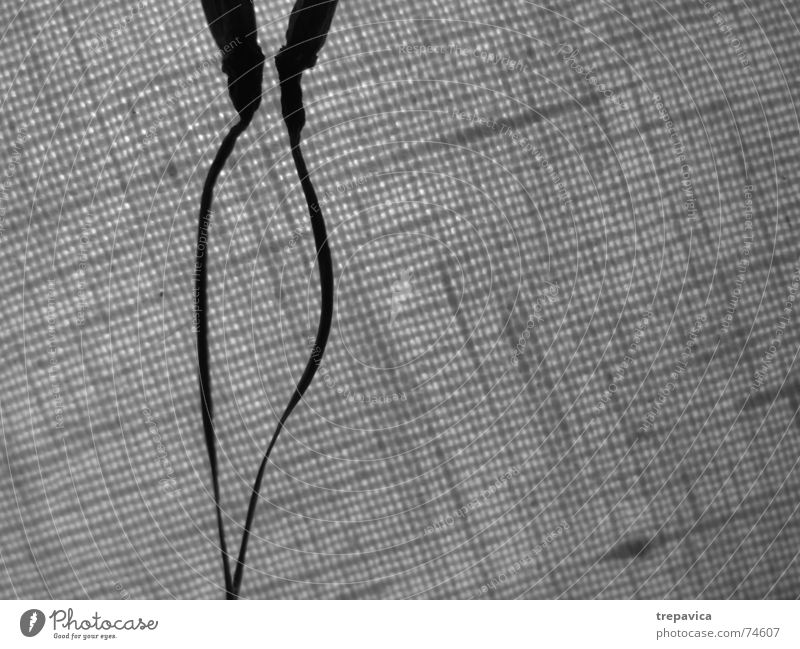 stems 2 Romance Delicate Thin Plant Silhouette touch Black & white photo Contrast kiss Structures and shapes Dance