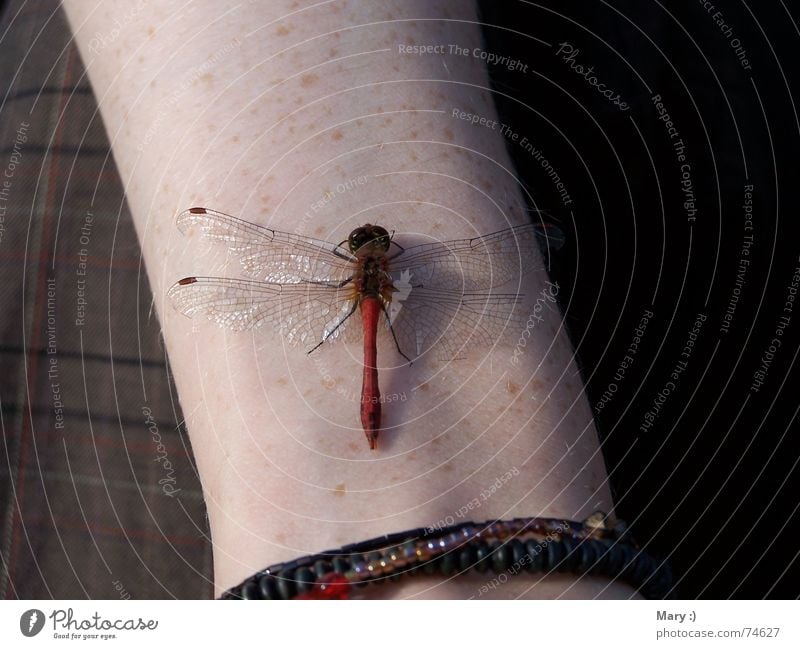 Sunbathing in October Dragonfly Autumn Animal Break Arm Be confident Nature Human being