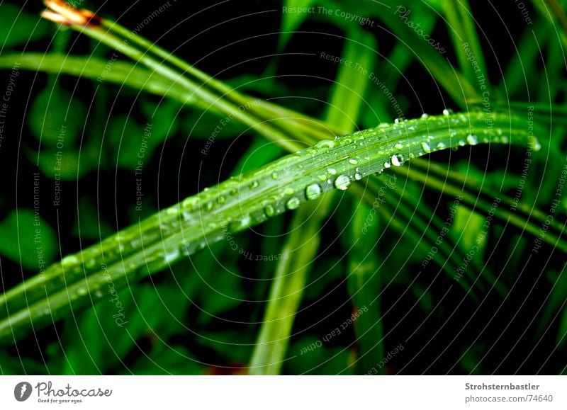 trickle Grass Drops of water Foliage plant Green Plant Flower Nature Water Rain ghürsch Great