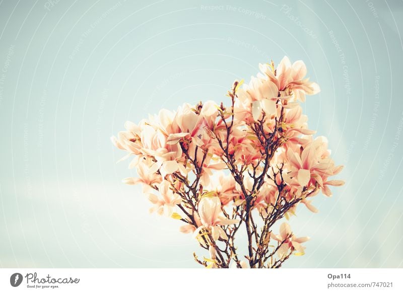 magnolia Environment Nature Plant Animal Sky Spring Beautiful weather Tree Leaf Blossom Garden Park Blossoming To enjoy Growth Blue Pink Red "Branch relaxation