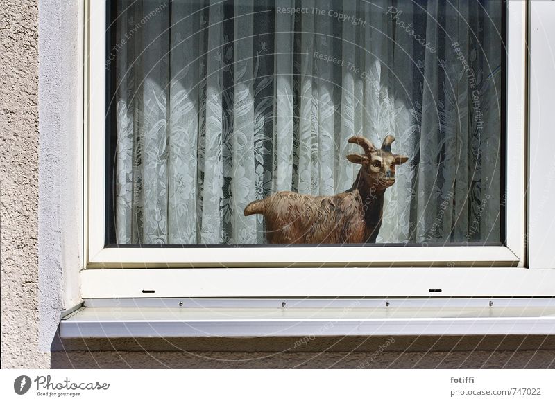 Goat alert! Animal 1 Looking Creepy Hideous Acceptance Secrecy Love of animals Esthetic Relaxation Living or residing Goats Window Curtain False Figure Crazy