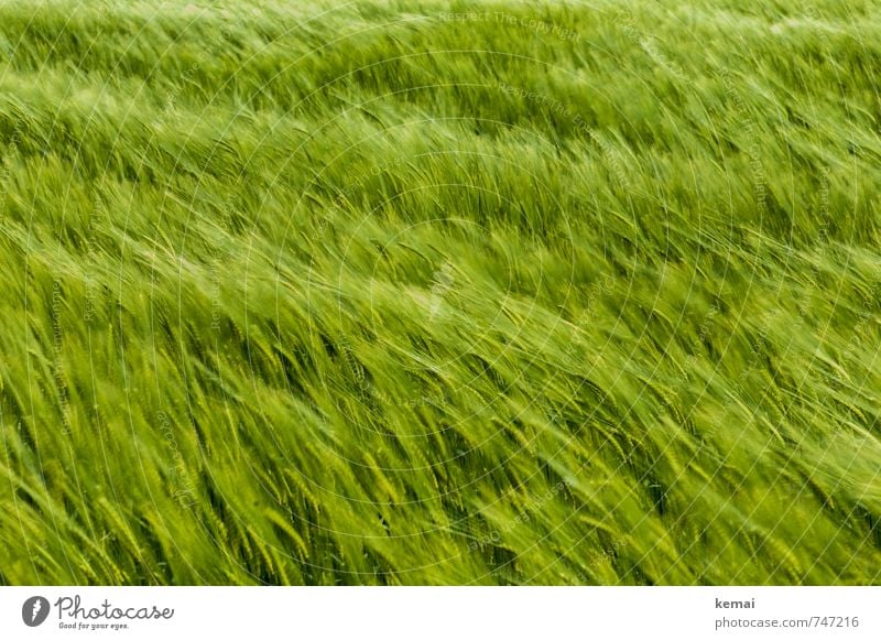 the wind that shakes the barley Environment Nature Spring Beautiful weather Plant Agricultural crop Barley Barleyfield Field Friendliness Fresh Juicy Green Wind