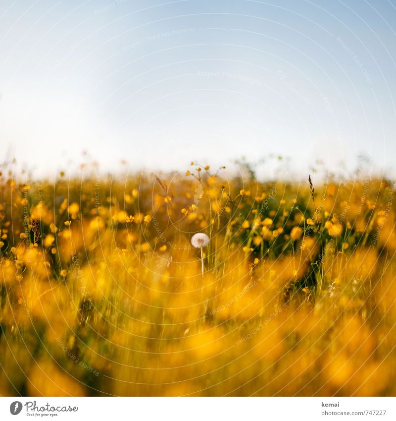 Load dandelion standing Environment Nature Landscape Plant Sky Cloudless sky Sunlight Spring Summer Beautiful weather Warmth Flower Blossom Foliage plant