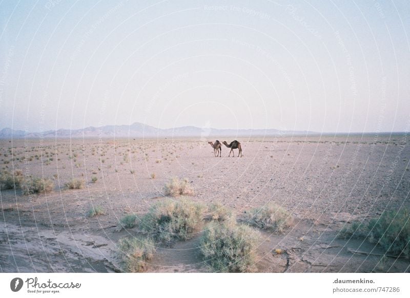 ~ ~ Nature Landscape Drought Desert Animal Camel 2 Observe Movement Discover Hiking Free Infinity Natural Together Serene Calm Independence Lanes & trails