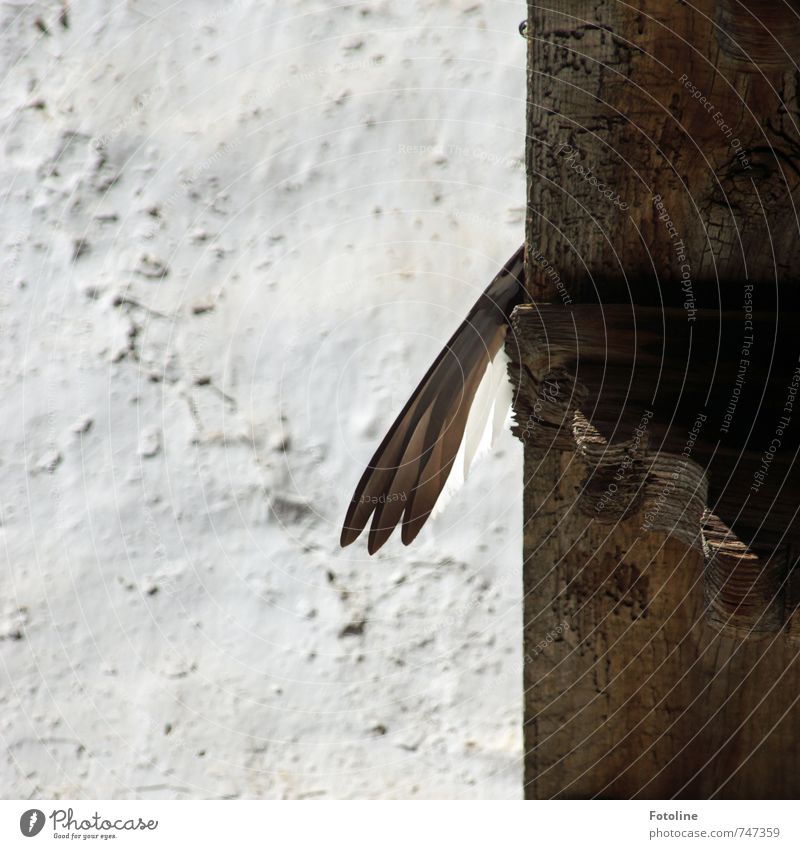 Don't hang your wings! Animal Bird Wing Bright Brown White Wall (building) Feather Wood Joist Colour photo Subdued colour Exterior shot Detail Deserted Day