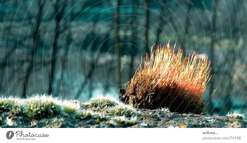 Kate Moos, the little sun hedgehog Moss Illuminate Back-light Spring Warmth Forest Thorny Close-up Nature Moss hedgehog