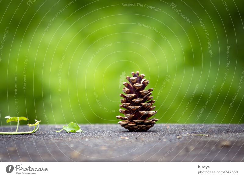 tattoo Spring Summer Autumn Ivy Cone Stand Esthetic Simple Friendliness Original Positive Brown Gray Green Nature 1 Vertical Funny Colour photo Exterior shot