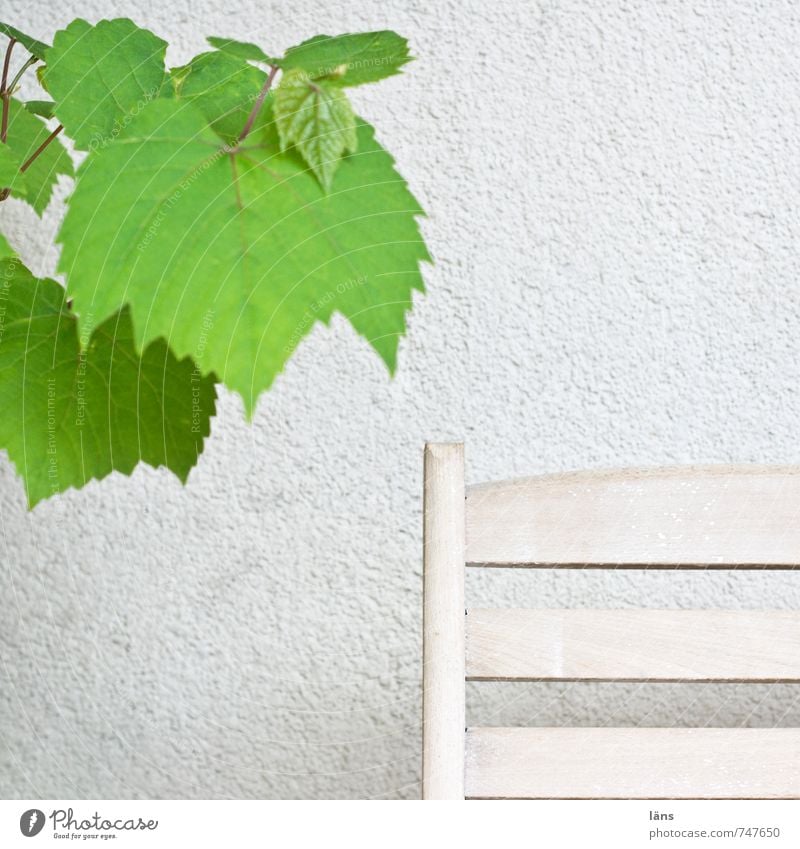 resting place Plant Foliage plant Agricultural crop Vine Simple Green White Contentment Relaxation Wall (building) Feces Copy Space right Copy Space bottom