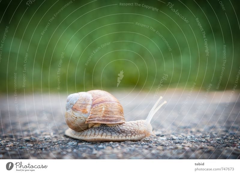 but now quickly ... Asphalt Street Animal Snail 1 Running Glittering Speed Nature Slowly Crawl Vineyard snail Snail shell Colour photo Exterior shot Blur