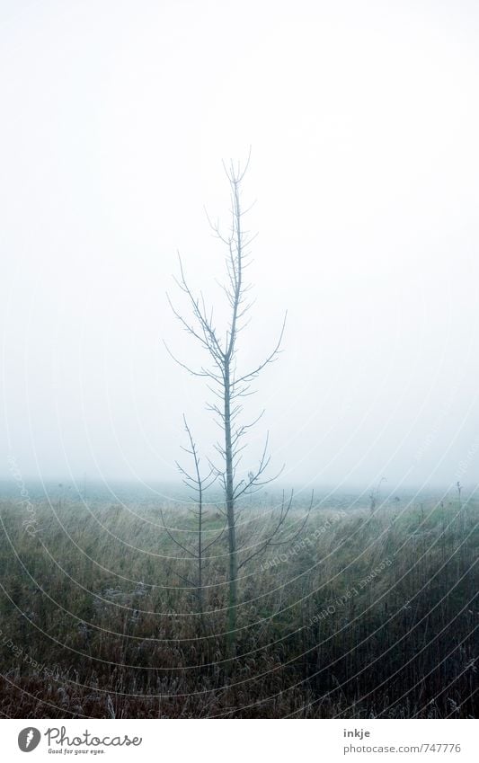 dreary Environment Nature Air Sky Spring Autumn Winter Climate Weather Bad weather Fog Tree Meadow Forest Edge of the forest Margin of a field Dark Thin Gloomy