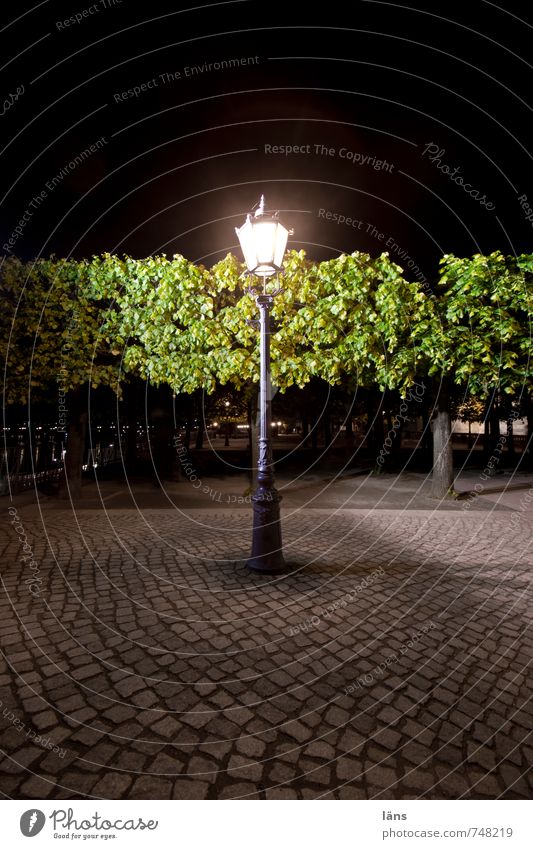 night watch Brühlsche Terrasse Dresden Evening Lantern Street lighting Paving stone Cobblestones Lighting Tree