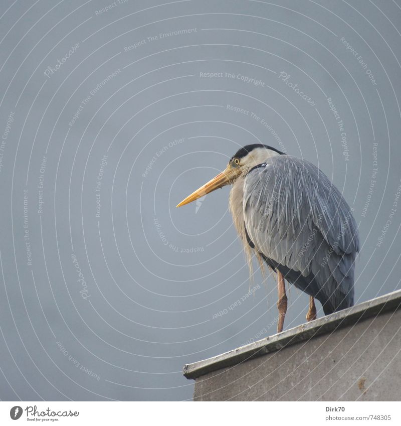 Noble restraint Istanbul Turkey House (Residential Structure) Wall (barrier) Wall (building) Facade Animal Wild animal Bird Heron Grey heron 1 Relaxation