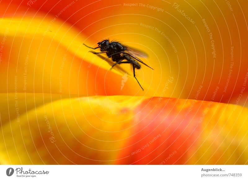 Puck ... the housefly Fly 1 Animal To enjoy Yellow Red Black Watchfulness Serene Calm Colour photo Macro (Extreme close-up) Day