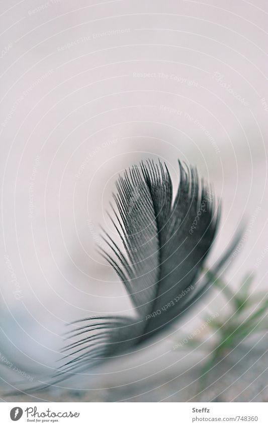 weightless and light as a feather Feather Ease Easy Black Disheveled Airy Delicate gossamer Velvety downy Fine naturally feathers differently To fall