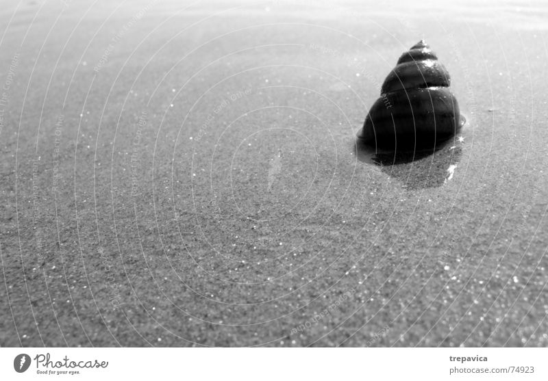snail Snail shell Beach House (Residential Structure) Loneliness Animal Sand Black & white photo Nature reflection