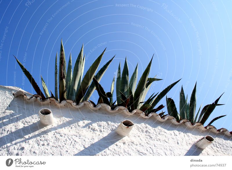 azuro Agave Cactus Wall (barrier) South Summer Sky Blue Mediterranean sea