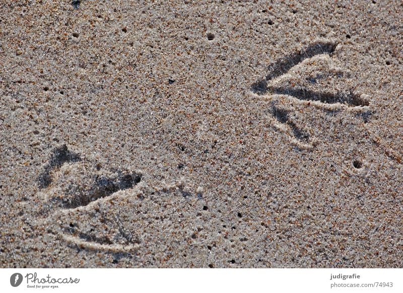 tracks Tracks Animal tracks Bird Seagull Footprint 2 3 Beach Wet 200 coast common Feet Sand Structures and shapes