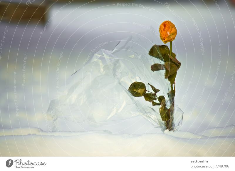 Rose in winter Gift Love Park Romance Love affair Snow Bouquet Garden rose wallroth Winter Anti-Christmas Cold Snow layer Depth of field Copy Space