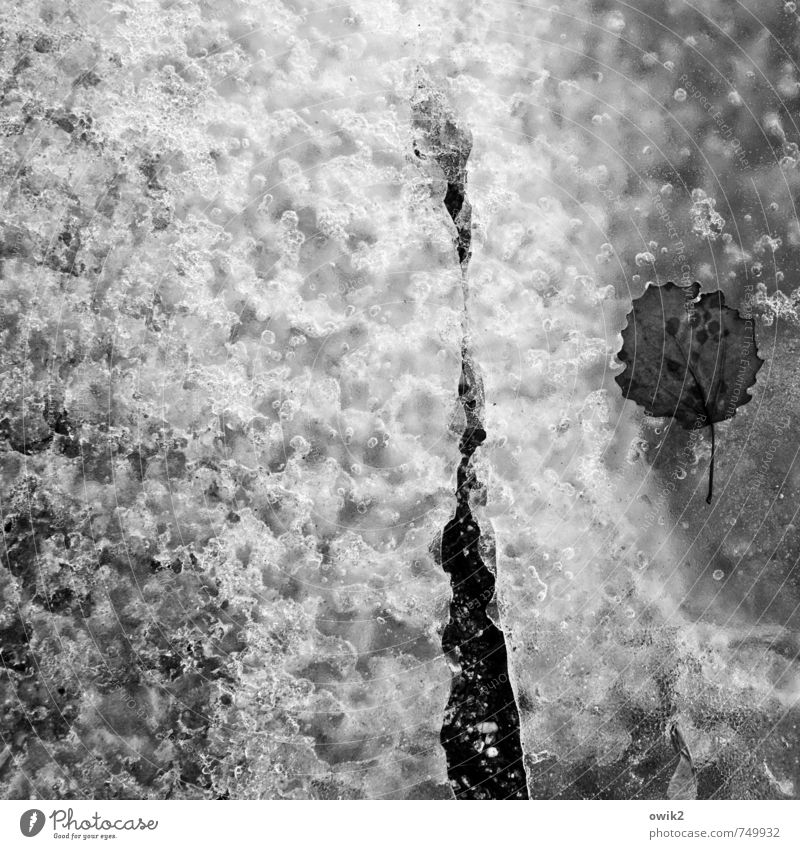 crevasse Nature Water Drops of water Winter Ice Frost Leaf Freeze Illuminate Cold Small Near Under Patient Calm Diminutive Column Cervasse Black & white photo