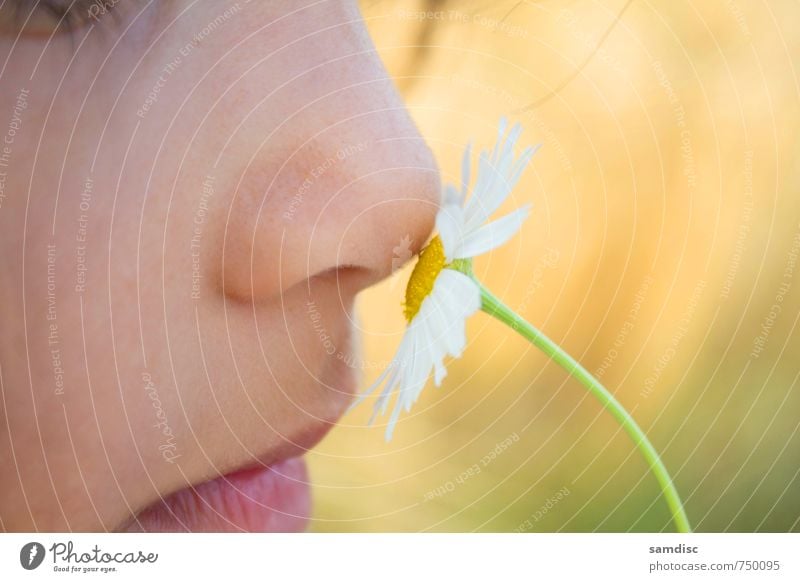 White flower Feminine Child Girl Nose 1 Human being 0 - 12 months Baby Nature Plant Sun Summer Flower Discover Hiking Healthy Curiosity Yellow white flower