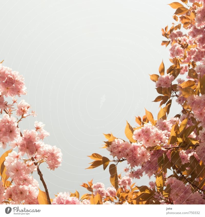 Cherry blossoms II Harmonious Well-being Nature Plant Cloudless sky Spring Beautiful weather Warmth Tree Blossom Blossoming Growth Fresh Bright Kitsch Pink