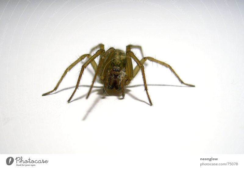 unshaven legs Spider Crawl Disgust Fear Creepy hunting spider Eyes Legs Hair and hairstyles