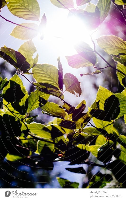 Sun Leaves Trip Professional training Nature Landscape Plant Sky Sunlight Spring Beautiful weather Tree Leaf Forest Bright Natural Green Branch Colour photo