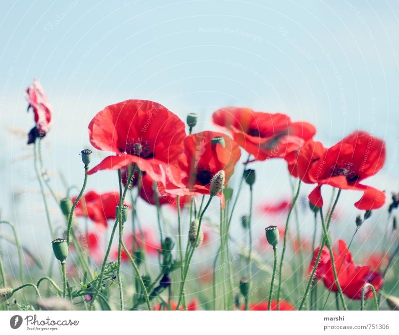 summer meadow Nature Landscape Plant Summer Flower Red Poppy Flower meadow Blossoming Summery Poppy capsule Colour photo Exterior shot Day