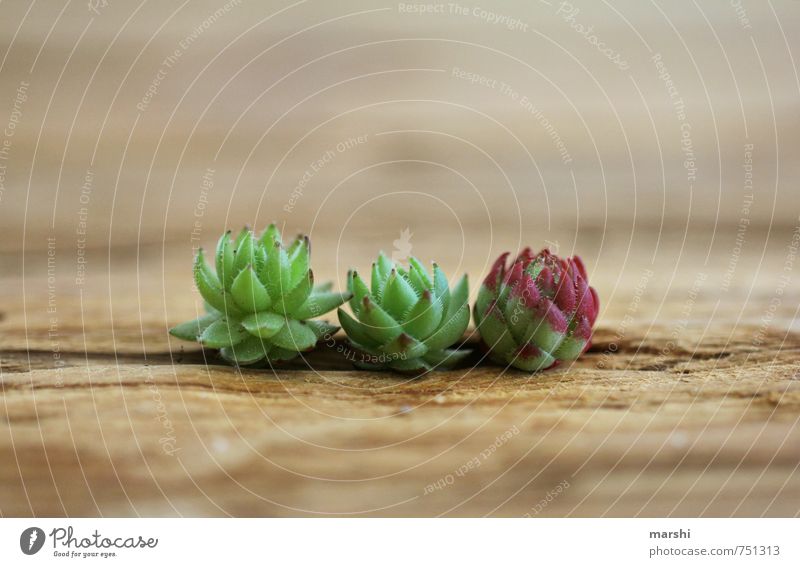 trio Nature Plant Green roof roots Succulent plants Small Wooden table Growth 3 Beautiful Colour photo Close-up Detail Day
