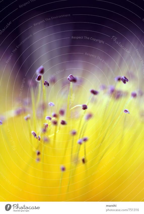 Not of this world Nature Plant Flower Yellow Violet Feeler Pistil Blur Colour photo Close-up Detail Macro (Extreme close-up) Day