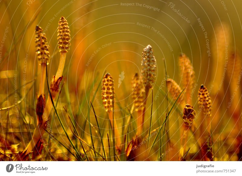 meadow Environment Nature Plant Grass Blossom Wild plant Meadow Illuminate Growth Exceptional Natural Yellow Gold Colour photo Exterior shot Deserted Light