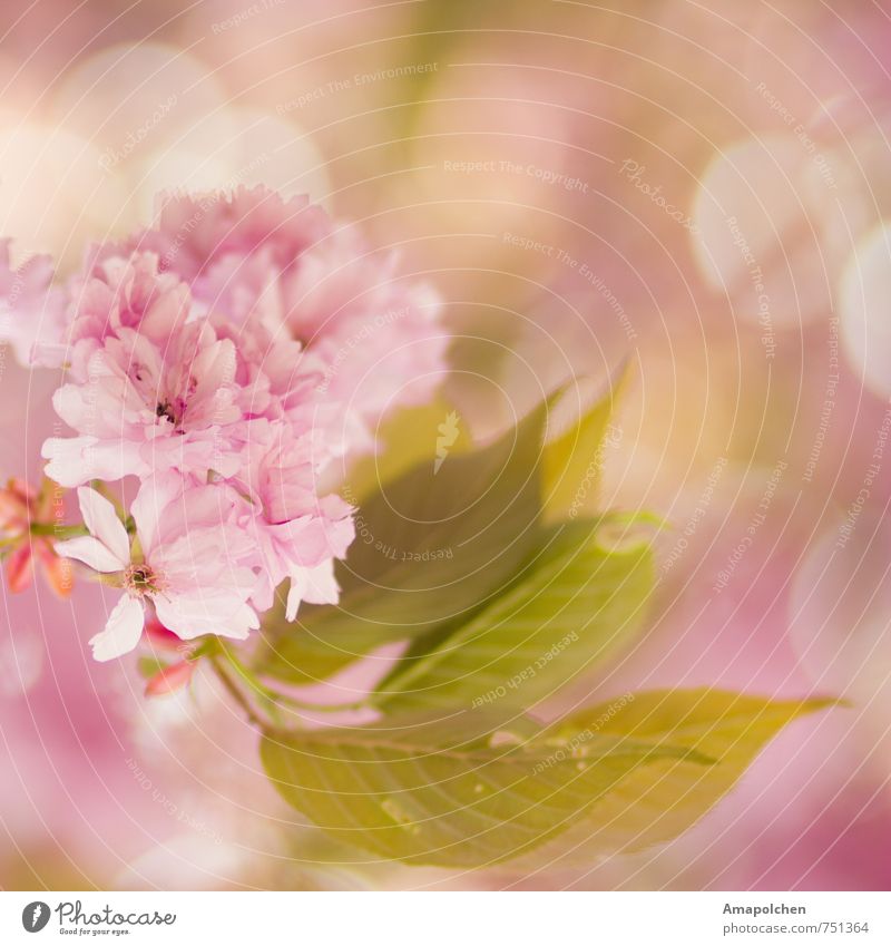 ::14-9:: Environment Nature Plant Animal Spring Summer Climate Tree Flower Leaf Blossom Garden Park Blossoming Dream Beautiful Pink Joy Happy Happiness