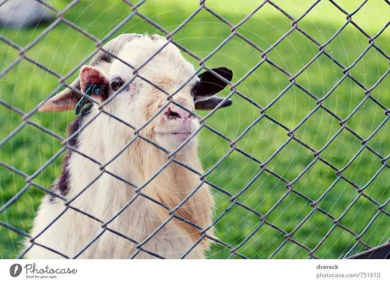 old goat Animal Farm animal Animal face Zoo 1 Old Think Observe Goats Green Brown Half-profile Barrier Wire fence Fence Cage Captured Net Unreachable Grass
