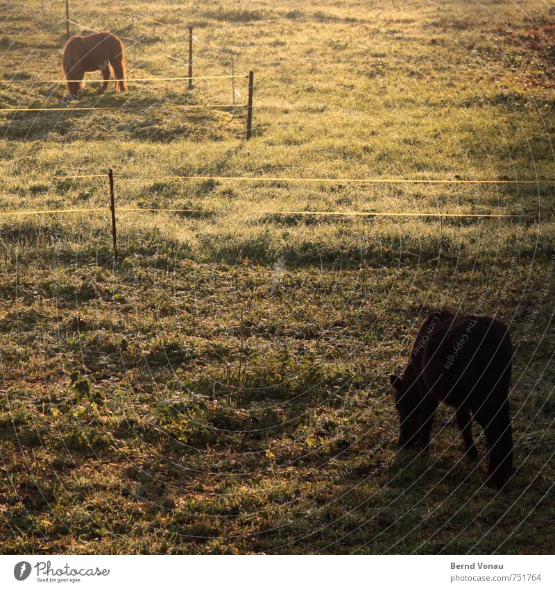 horse breakfast Sun Agriculture Forestry Animal Warmth Grass Bushes Horse To feed Pony Fence Country life Colour photo Exterior shot Deserted Morning Light