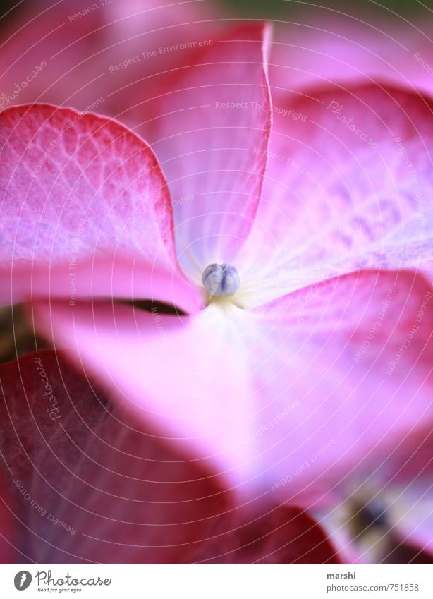 hydrangea Nature Plant Flower Blossom Emotions Hydrangea Hydrangea blossom Pink Violet Beautiful Colour photo Close-up Detail Macro (Extreme close-up) Day