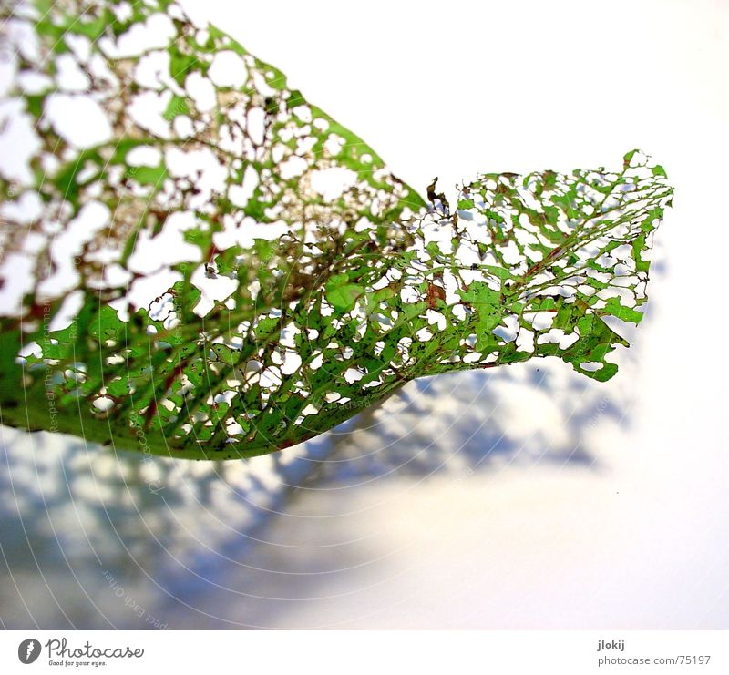 View left Leaf Consumed Green Limp Plant Waves Autumn Light Isolated Image Rotated Vista Nature Delicate Soft Transparent Airy Shadow Old Movement Hollow fetch