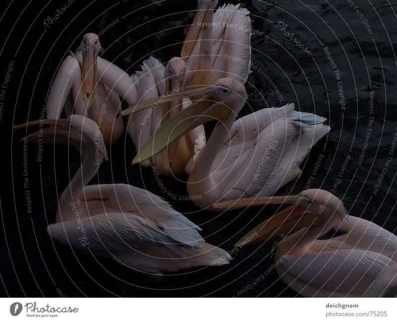 pelicans Pelican Feeding Bird Animal Beak Pink To talk Speech Fisherman Water