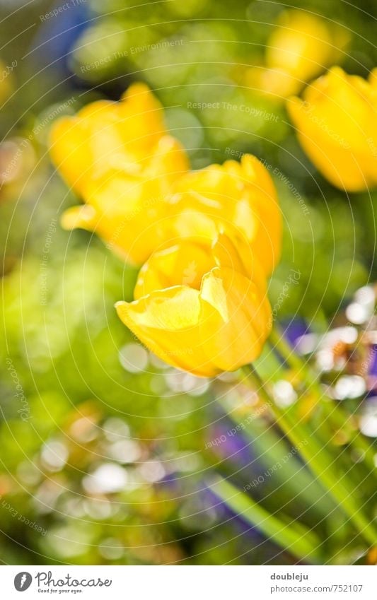 yellow tulip Yellow Tulip Flower Nature Beautiful Summer bleed Sun Blur Garden Gardener Joy Netherlands Spring Bouquet