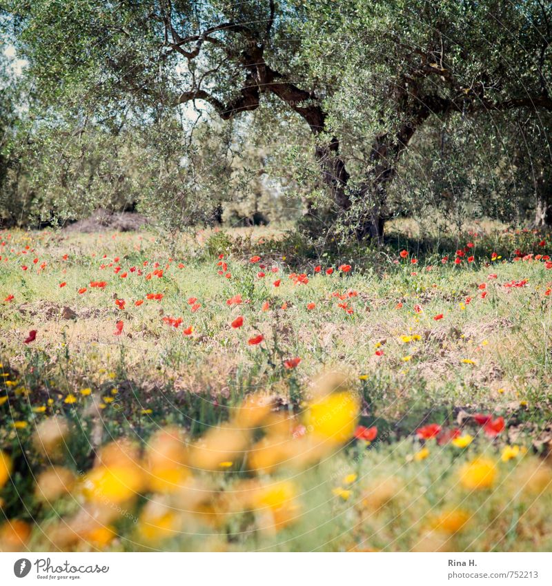 Flowers and olives Agriculture Forestry Nature Landscape Plant Spring Beautiful weather Tree Grass Meadow Field Blossoming Dry Joie de vivre (Vitality)