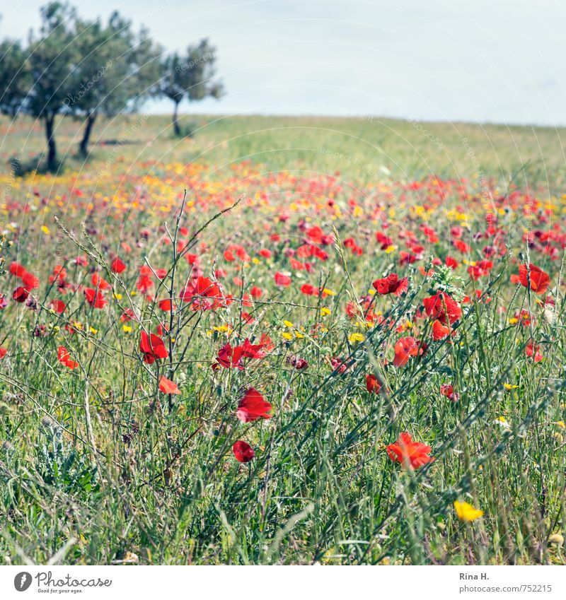 Flower meadow at the olive grove Nature Landscape Plant Sky Spring Beautiful weather Tree Grass Meadow Blossoming Joie de vivre (Vitality) Spring fever