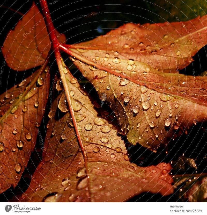 autumnrain I Autumn Leaf Colouring Light Tree Red Rain Drops of water