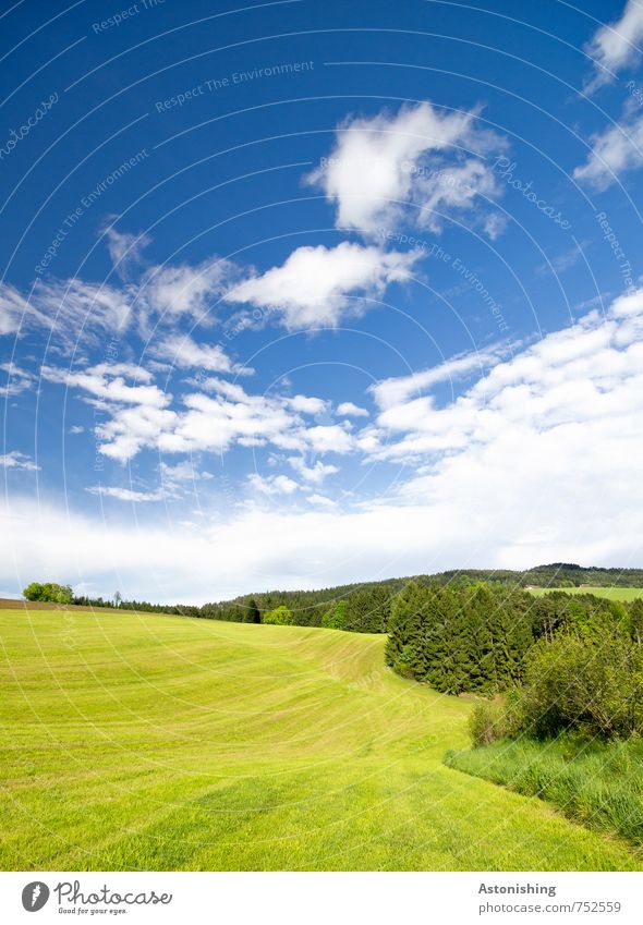 freshly mown Environment Nature Landscape Plant Air Sky Clouds Horizon Summer Weather Beautiful weather Warmth Tree Grass Bushes Meadow Field Forest Hill Blue