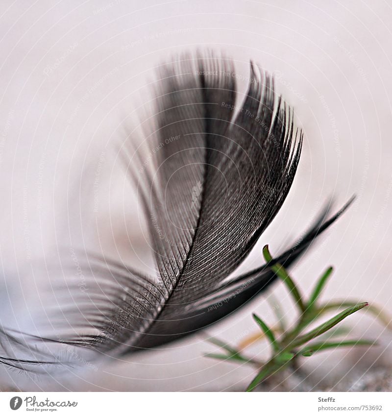 landed light as a feather and softly Feather Ease weightless Easy gossamer hovering black feather Delicate Disheveled Black Beige Airy Fine Velvety downy