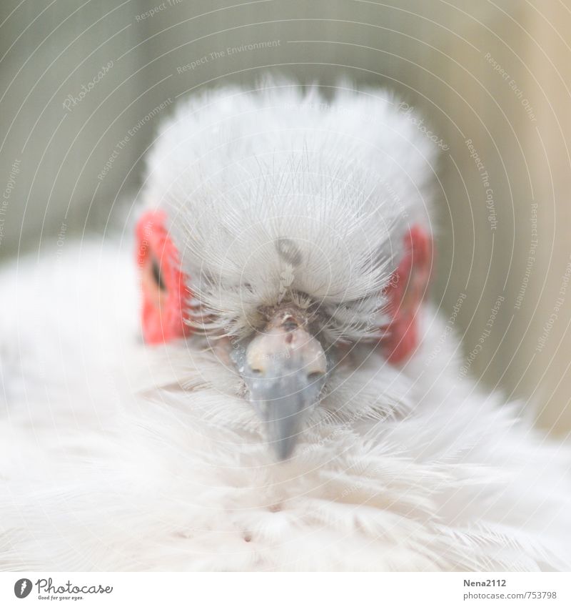 Good morning... Animal Bird Animal face 1 White Feather Colour photo Close-up Detail Deserted Copy Space bottom Day Shallow depth of field Animal portrait