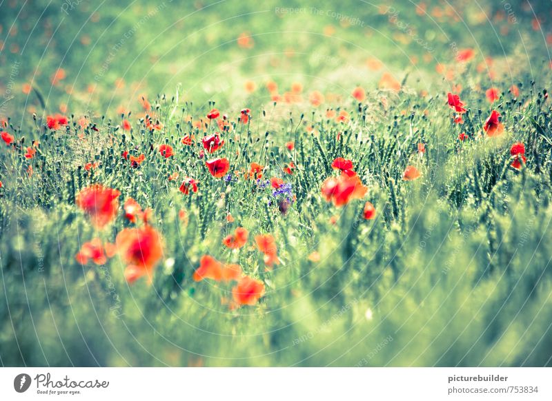 field of gossip poppies Nature Landscape Plant Summer Beautiful weather Field Deserted Blossoming Growth Infinity Green Red Relaxation Joie de vivre (Vitality)