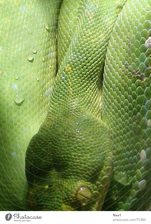 mimicry Animal Sin Interior shot Green Reptiles Zoo Snake