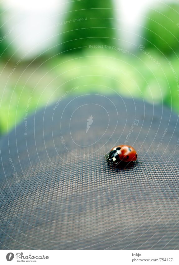 spot landing Lifestyle Leisure and hobbies Legs 1 Human being Animal Beetle Ladybird Crouch Crawl Sit Beautiful Small Natural Curiosity Cute Green Red Emotions