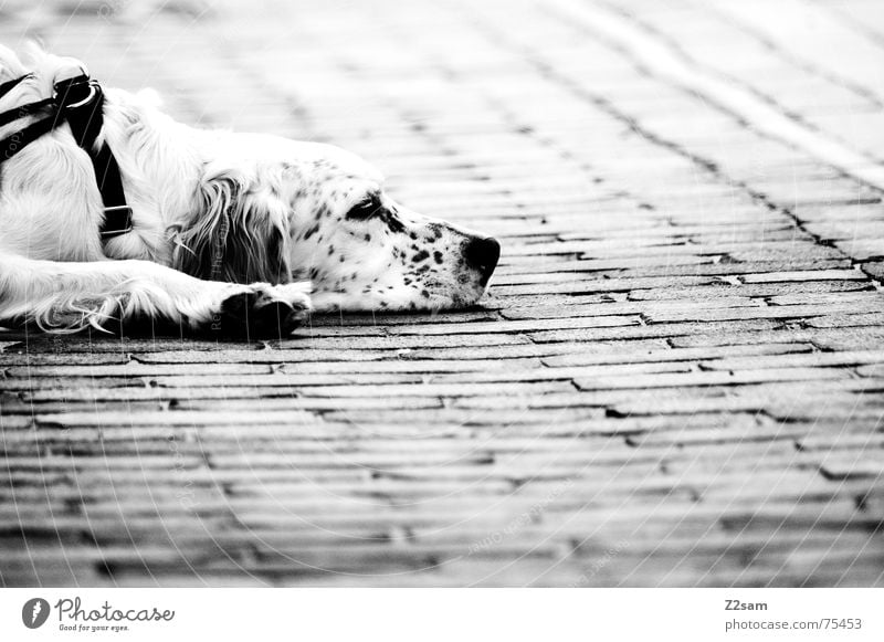 flatly dog sw Dog Relaxation Flat Pattern Animal Lie Amazed Fatigue Floor covering Stone Black & white photo Rope