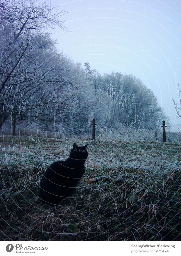 LONELY CAT Cat Cold Winter Calm Exterior shot Tree Meadow Free-living Prowl