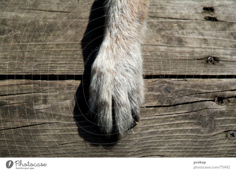 Greetings to the golden ratio Paw Dog Wood Crossbreed Gray Seam Nail Brown Wood flour Old Shadow